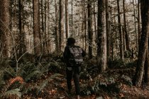Vista trasera del hombre caminando en el bosque de otoño - foto de stock