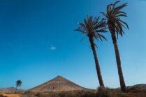 Landschaft tropischer Wüste mit Bergen und Palmen über blauem Himmel — Stockfoto