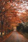 Outono árvores vermelhas sobre estrada de asfalto no campo — Fotografia de Stock