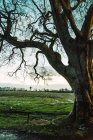 Vista sul campo verde e grande albero senza foglie in campagna — Foto stock