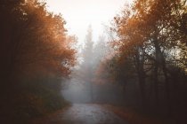 View to asphalt road in foggy autumn scenery forest. — Stock Photo