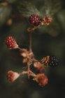 Крупним планом вид на дикі ягоди в лісі — стокове фото