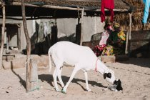 Vista lateral da cabra branca com criança na ensolarada aldeia africana . — Fotografia de Stock