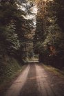 Perspektivischer Blick auf ländliche Straße im ruhigen grünen Wald. — Stockfoto