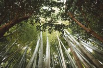 Vista inferior de troncos de bambu em madeiras — Fotografia de Stock