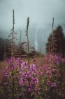 Pequeñas flores moradas floreciendo en el campo de otoño en la naturaleza . - foto de stock