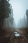 Rural road running away in tranquil foggy woods. — Stock Photo
