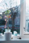 Pequena planta em vaso com pequenas bagas crescendo no peitoril da janela em casa . — Fotografia de Stock