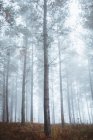 Paesaggio tranquillo di boschi autunnali nebbiosi — Foto stock