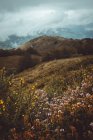 Fleurs sauvages poussant sur la colline sur fond de montagnes dans une journée sombre . — Photo de stock