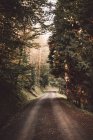 Strada rurale in idilliaca foresta verde — Foto stock