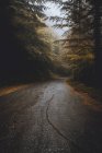 Estrada de asfalto molhada em madeiras nebulosas — Fotografia de Stock