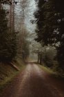 Perspectiva de la carretera rural en el verde bosque tranquilo . - foto de stock