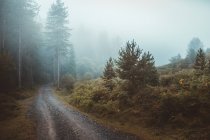 Estrada rural em floresta verde nebulosa — Fotografia de Stock