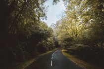 View of asphalt road running away in curve among lush woods . — Stock Photo