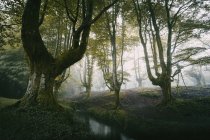 Bosques verdes y pequeño río en la niebla de la mañana - foto de stock