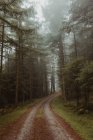 Road in mystique foggy forest with evergreen trees. — Stock Photo