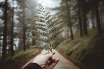 Crop hand holding fern leaf on background of forest road — Stock Photo