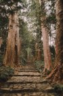 Sentiero con gradini nel verde della foresta . — Foto stock
