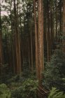 Paesaggio di tranquilli boschi autunnali — Foto stock