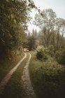 Сельская дорога, ведущая к воротам в зеленом лесу — стоковое фото