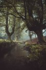 Small river flowing in idyllic misty forest. — Stock Photo