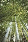 Bottom view of bamboo trees in woods — Stock Photo