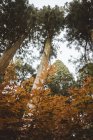 Blick von unten auf hohe Bäume im Herbstwald in der Natur. — Stockfoto