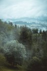 Árvores verdes na encosta sobre montanhas nebulosas no fundo — Fotografia de Stock