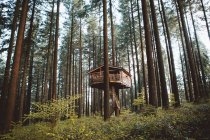 Casa de madeira construída sobre árvores na floresta verde . — Fotografia de Stock