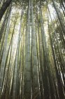 Vista inferior de troncos de bambu grossos crescendo em densidade — Fotografia de Stock