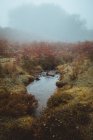 Тихий ручей среди осенней травы под туманом — стоковое фото