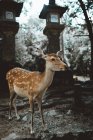 Piccolo cervo in piedi nella foresta — Foto stock