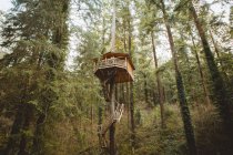 Blick von unten auf ein kleines Baumhaus in der Höhe im grünen Wald. — Stockfoto