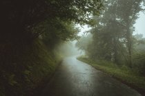 Wet asphalt road in green misty forest in morning. — Stock Photo