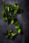 Still life of fresh limes at branches on dark table. — Stock Photo
