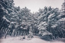 Сніговий зимовий лісовий пейзаж — стокове фото