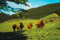 Manada de vacas de pie y pastoreando en el prado verde - foto de stock