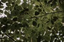Desde abajo ramas con hojas verdes en la naturaleza . - foto de stock