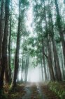 Perspective view to small road in green misty forest. — Stock Photo