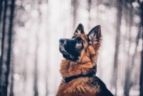 Perro pastor alemán posando en el bosque - foto de stock