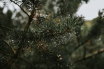 Крупный план еловой ветви с капельками воды на иглах — стоковое фото