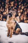 Pastore tedesco cane cucciolo in posa contro tronchi accatastati — Foto stock