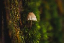 Крупним планом вид на маленький гриб, що росте на стовбурі дерева . — стокове фото