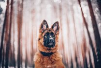 Portrait of German shepherd puppy dog at forest — Stock Photo