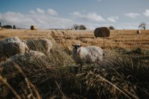 Sheep standing and pasturing on dry filed in farmland. — Stock Photo
