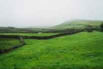 Paesaggio di campo verde e recinzioni in pietra nella giornata nebbiosa . — Foto stock