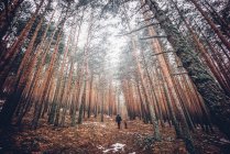 Rear view of man walking with dog in forest. — Stock Photo