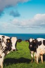 Manada de vacas de pie en el prado verde junto al mar . - foto de stock