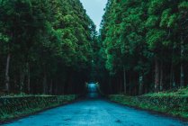 Perspective view to asphalt road in green forest at dusk — Stock Photo
